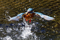 カワセミ水上がり③