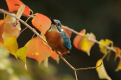 紅葉とカワセミ③