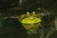 夏バテのウシガエル