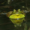 夏バテのウシガエル