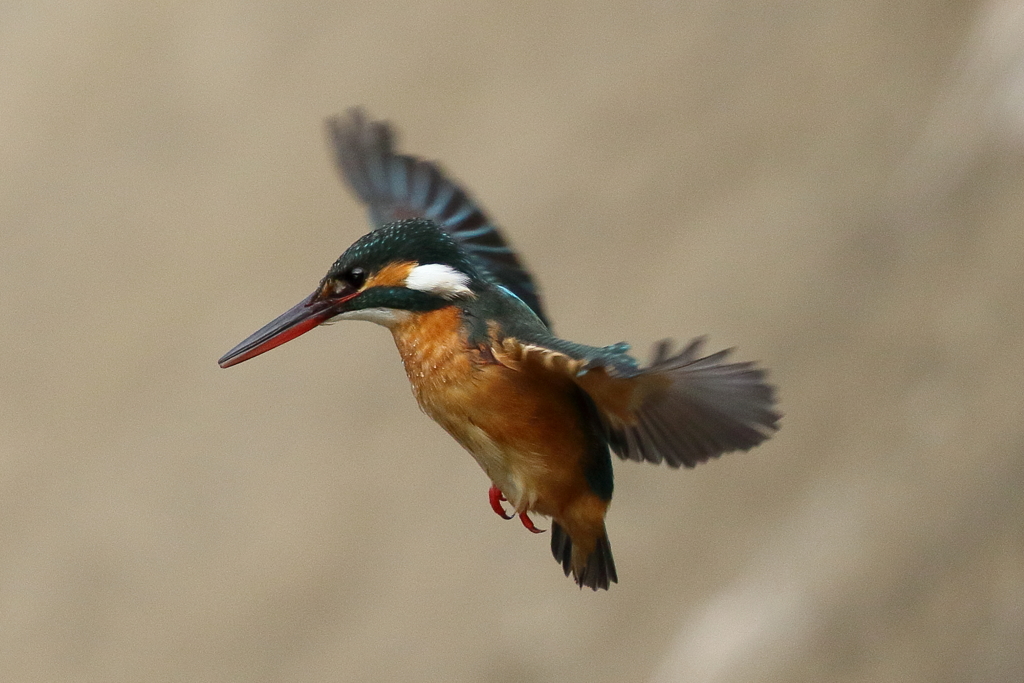 今日のカワセミホバリング