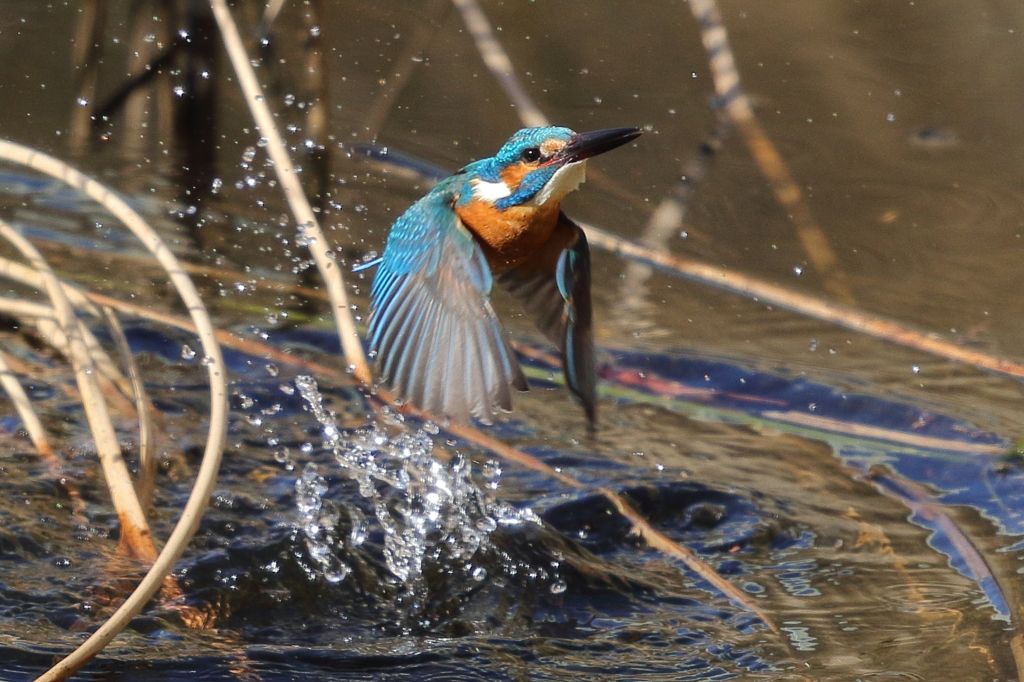 カワセミダイビング６