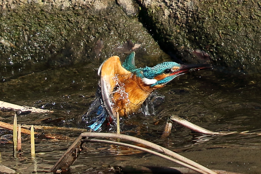 カワセミダイブ３