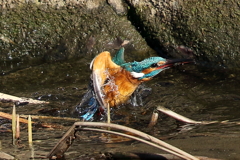 カワセミダイブ３