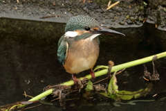 若いお嬢さん②