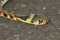 交通事故にあったヤマカガシ