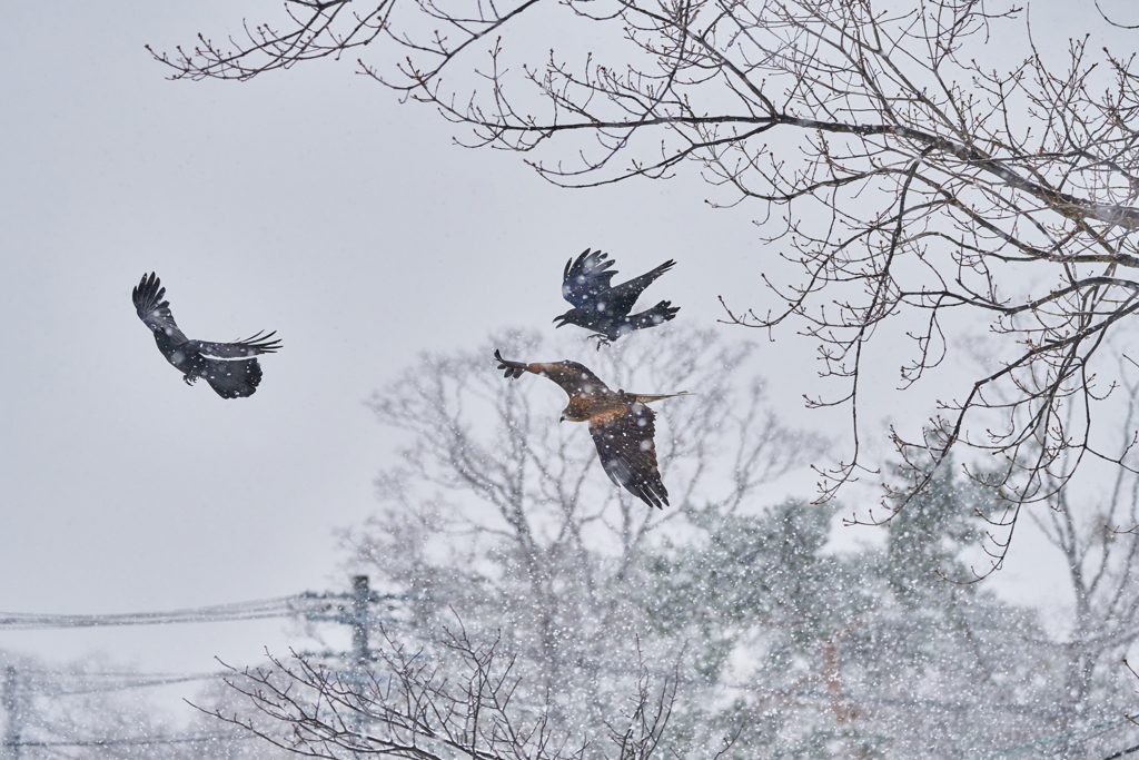 吹雪の中でのトンビとカラスの喧嘩 By かずちゃん227 Id 写真共有サイト Photohito