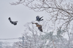 吹雪の中でのトンビとカラスの喧嘩