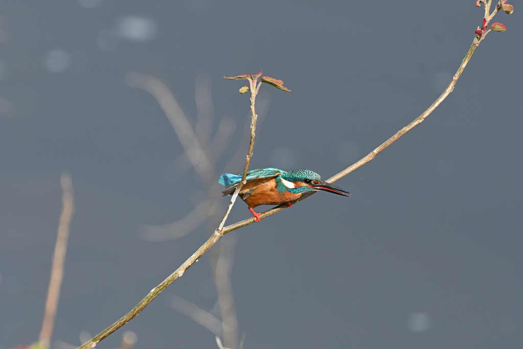 カワセミ