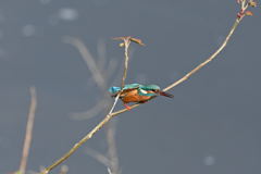 カワセミ
