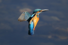 カワセミホバ（連続3）