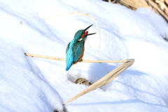 雪原でペリット吐き出し