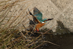 カワセミダイビング４