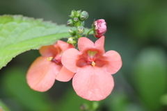 庭に咲いた春の花たち①