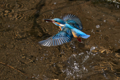 カワセミ飛翔