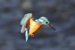 カワセミホバリング３