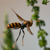 スズメバチ