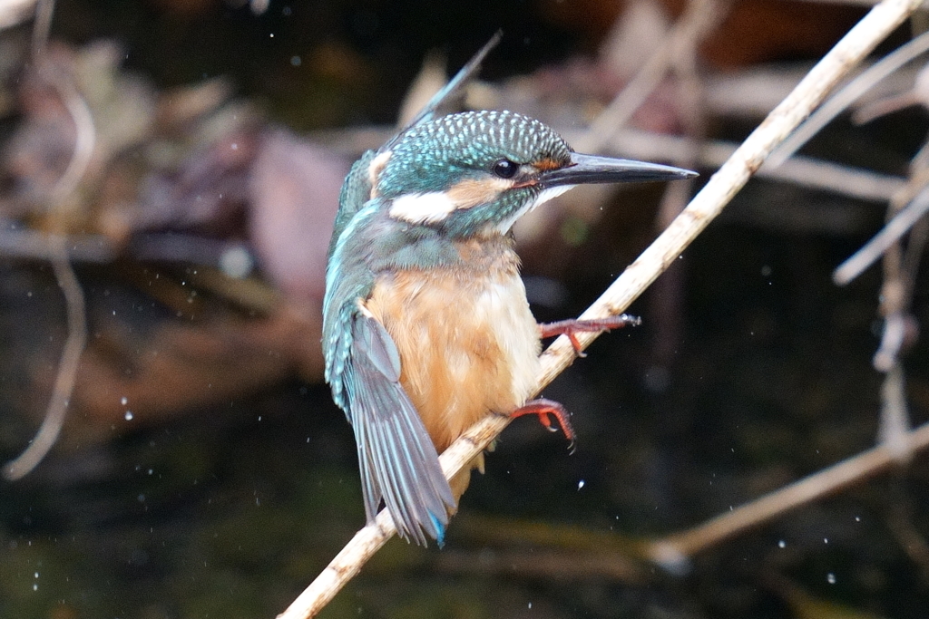 カワセミ幼鳥