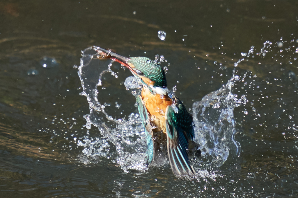 カワセミ水上がり