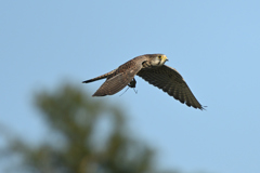 チョウゲンボウ②