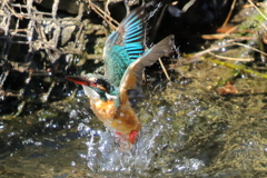 水浴び