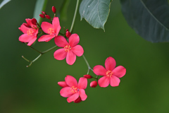南国の花