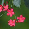 南国の花