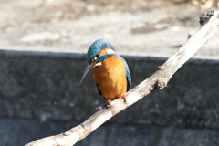カワセミ留まりもの③