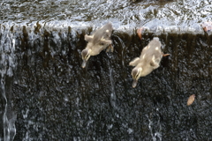 カルガモ雛の飛びこみ