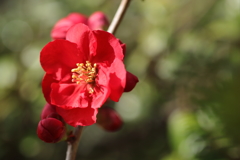 ボケの花