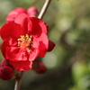 ボケの花