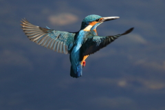 カワセミホバ（連続8）