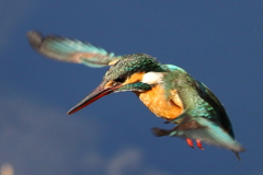 カワセミホバ３