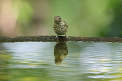 キビタキ幼鳥