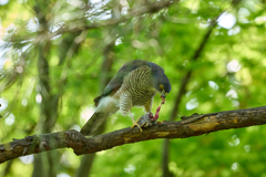 ツミの食事