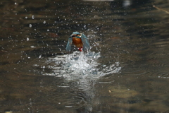 カワセミダイブ６