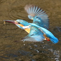 カワセミダイビング２