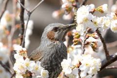 桜とヒヨドリ