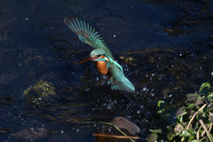 カワセミ