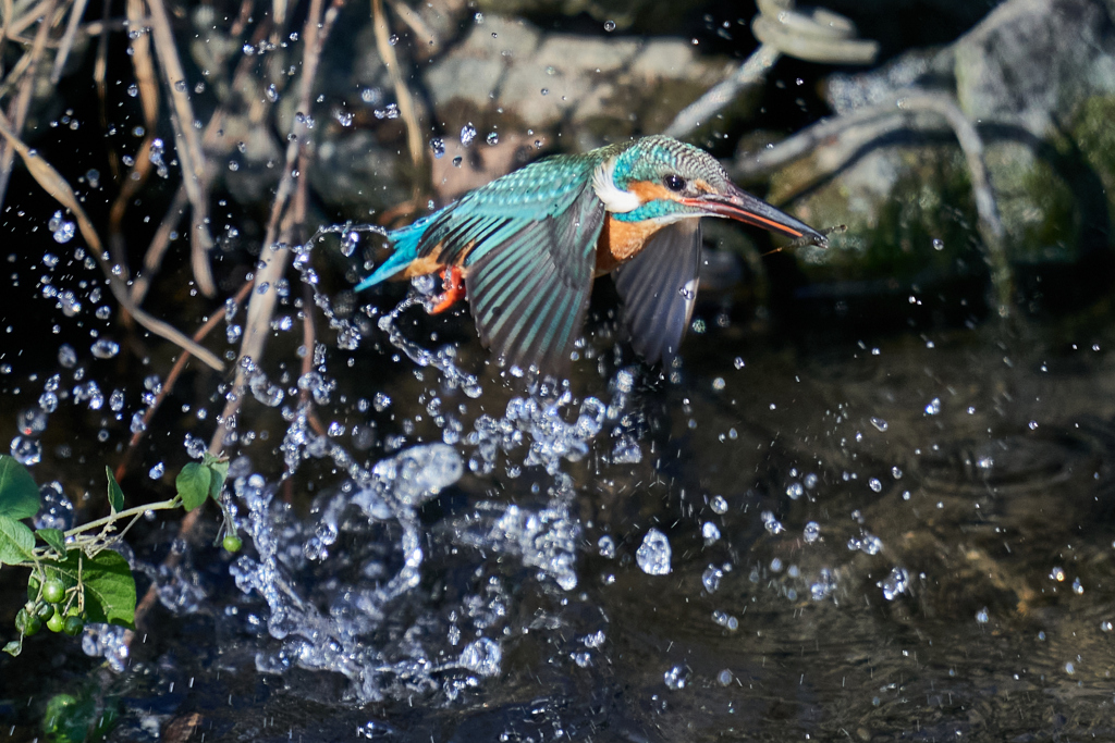 カワセミ水上がり３