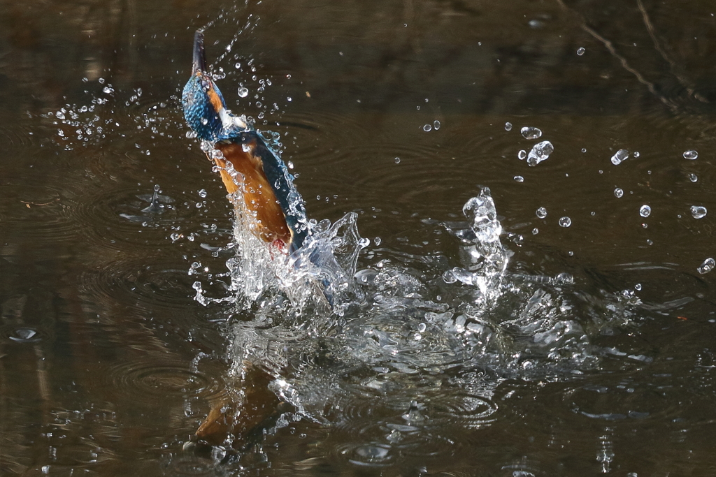 カワセミの水浴び６
