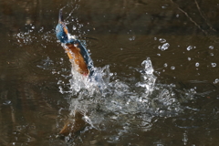 カワセミの水浴び６