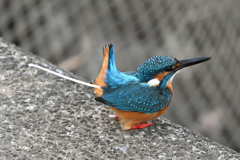 カワセミ