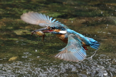 ザリガニを運ぶカワセミ