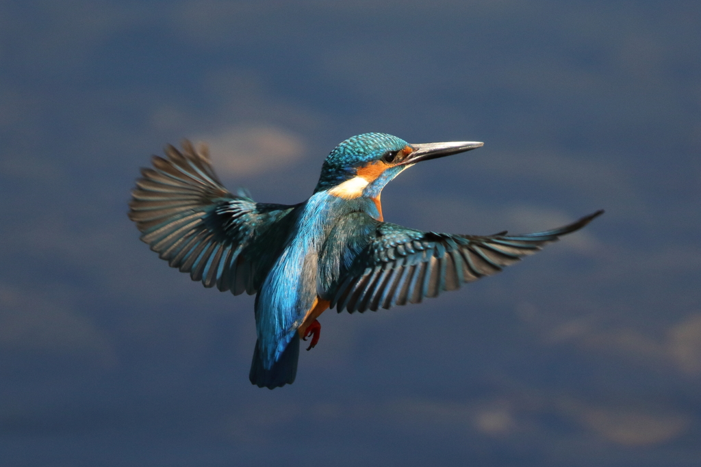 カワセミホバリング