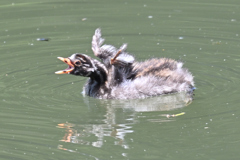 カイツブリの雛