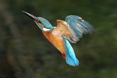 羽がボロボロのカワセミ