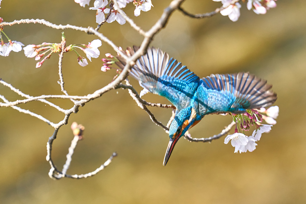 桜カワセミ２