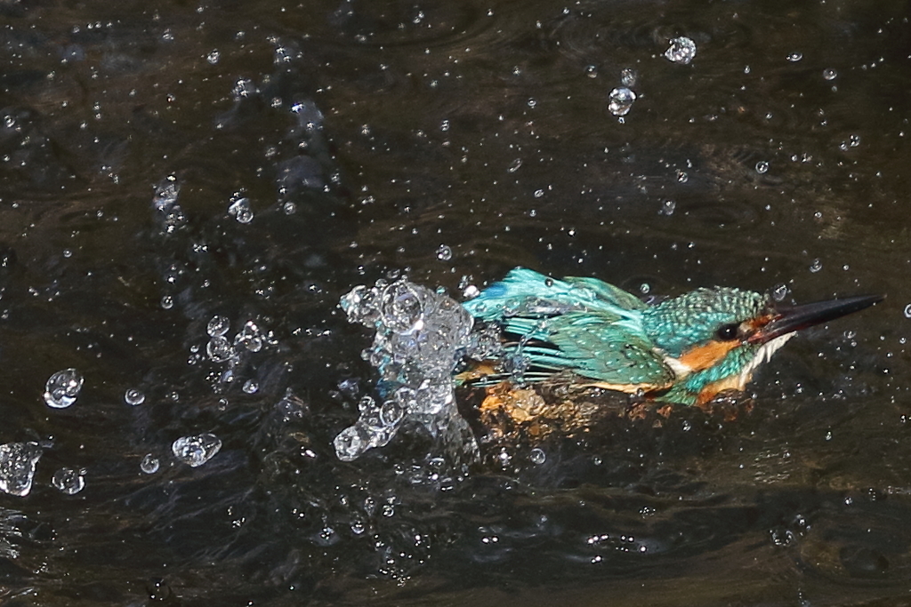 カワセミの水浴び３