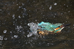 カワセミの水浴び３